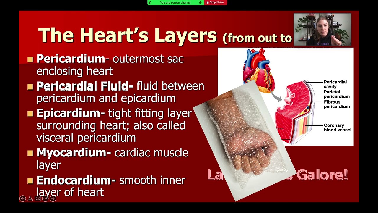 Heart Anatomy