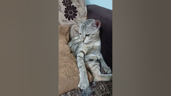 இந்த அவமானம் உனக்கு தேவையா #kitten #catfunny