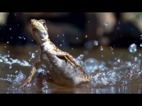 Vidéo: Basilic : un lézard qui marche sur l'eau