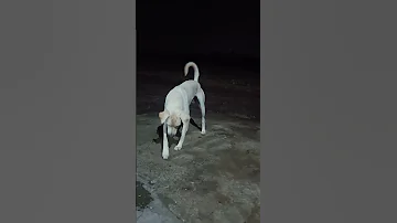 Funny Reaction Of Dog Moti To Strange Object Dog Shortfeeds Viralhog 