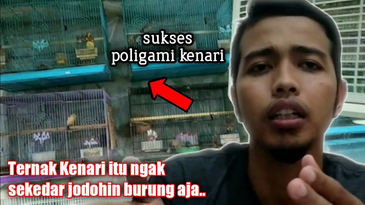 Baru!! ternak kenari sistem cabut jantan, cara ternak kenari sistem
