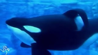 Another Tragedy At SeaWorld