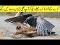 When Crow Became Predator In Hindi/Urdu