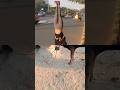 #video #viral #trending #entertainment #shorts #reels #