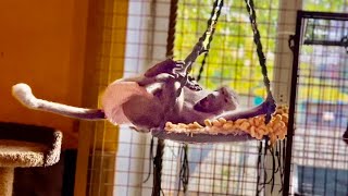 видео: Люська ЖЖЕТ и ВСПОМИНАЕТ ДЕТСТВО, позже она попросилась домой и как же ее ВСТРЕТИЛ Елисей?)) картинка: Люська ЖЖЕТ и ВСПОМИНАЕТ ДЕТСТВО, позже она попросилась домой и как же ее ВСТРЕТИЛ Елисей?))