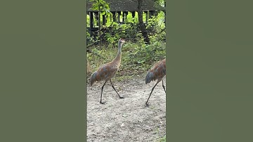 You’ll never unhear this. Sand hill cranes calling to others across the lake. These don’t  migrate!