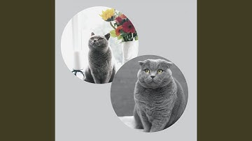 Pulsating Ambience for Nocturnal Cats