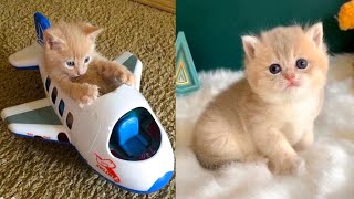 Baby Cats - Cute and Funny Cat Videos Compilation 37 | Aww Animals