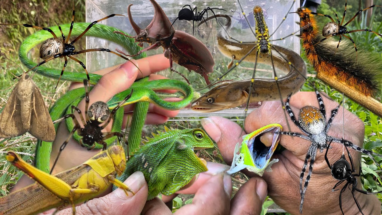 Help molting chameleon‼️catch spider, caterpillar, snake, chameleon, grasshopper, beetle, eel, moth