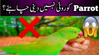 Mithu Eating Rotiparrot Eating And Talking