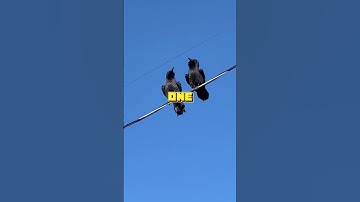 “Why Don’t Birds Get Electrocuted on Power Lines? ⚡🦜 The Shocking Truth!”