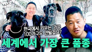 1견 1닭 하는 강아지가 있다고?🫢 경비견인 그레이트 데인 두 마리를 키우는 보호자와의 만남 | 고독한훈련사