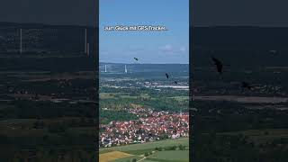 Zum Glück mit GPS... 🫠 #shorts #tiere #vogel #macaw #birds #freeflight #parrot #parrot #wind