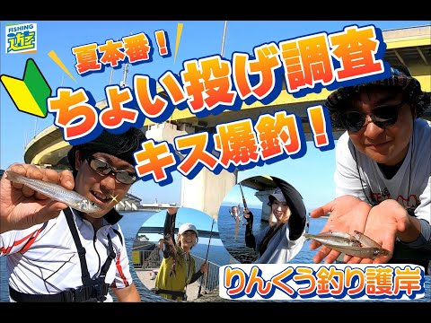 りんくう釣り護岸  ちょい投げ調査！キス爆釣！