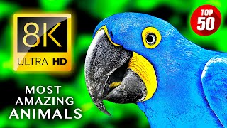 TOP 50 • The Most Amazing Animals 8K ULTRA HD