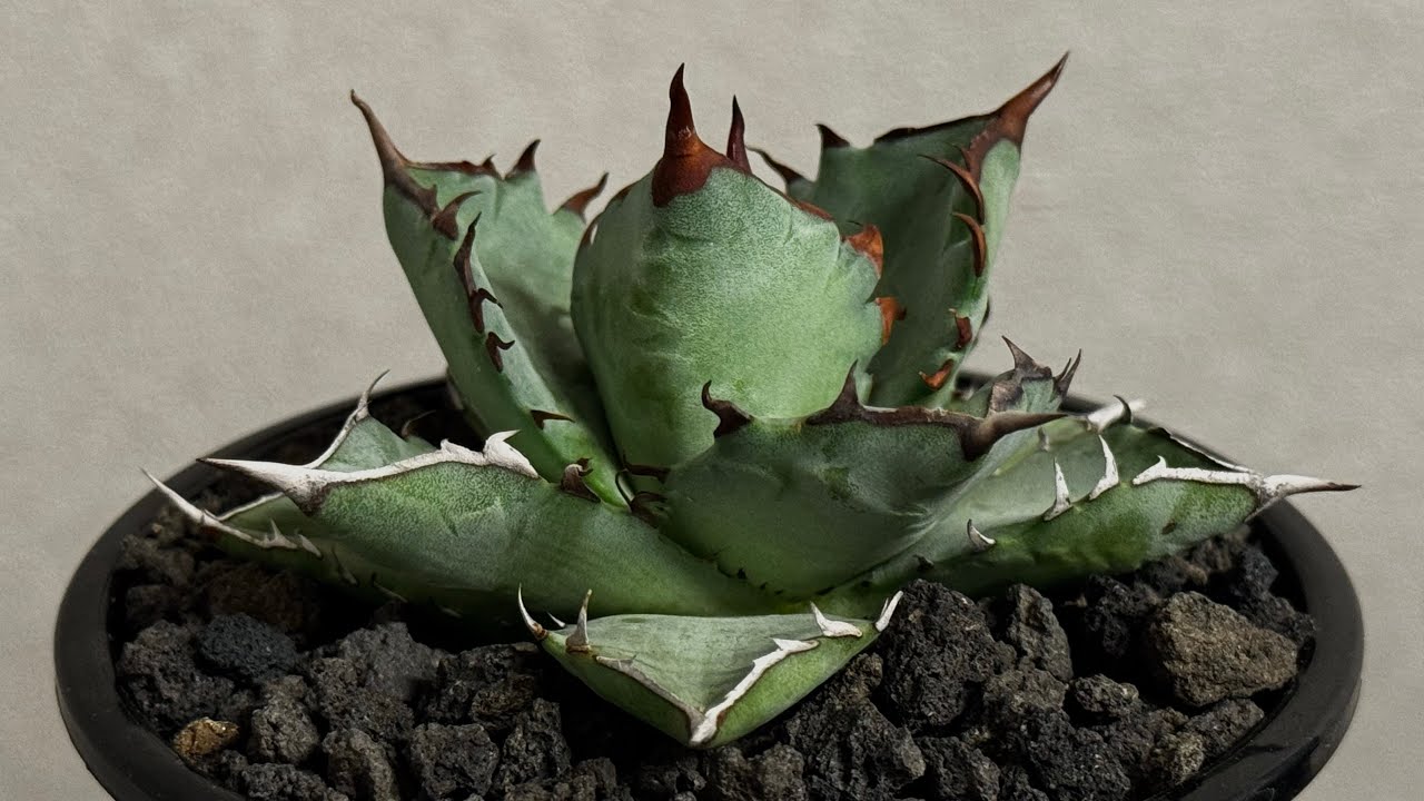 20260601 アガベ ハイブリッド・甲蟹×姫厳竜 (小株)-001｜Agave hybrid