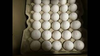Маркировка яиц в лотках на конвейере принтером EJ1305 / EJ1405 - до 48000 яиц в час.