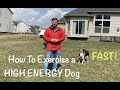 How To Exercise a High Energy Dog FAST- Two Ball Fetch Method