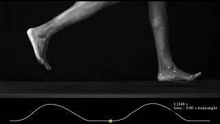 G.R.F .vector during runing cycle