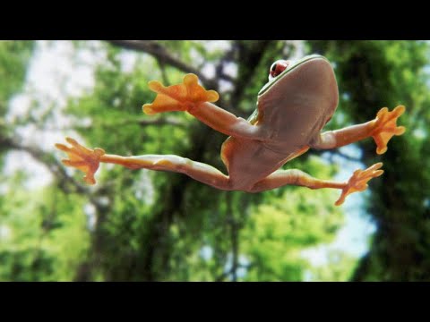 Tree Frog Effortlessly Skydives Away from Hungry Snake