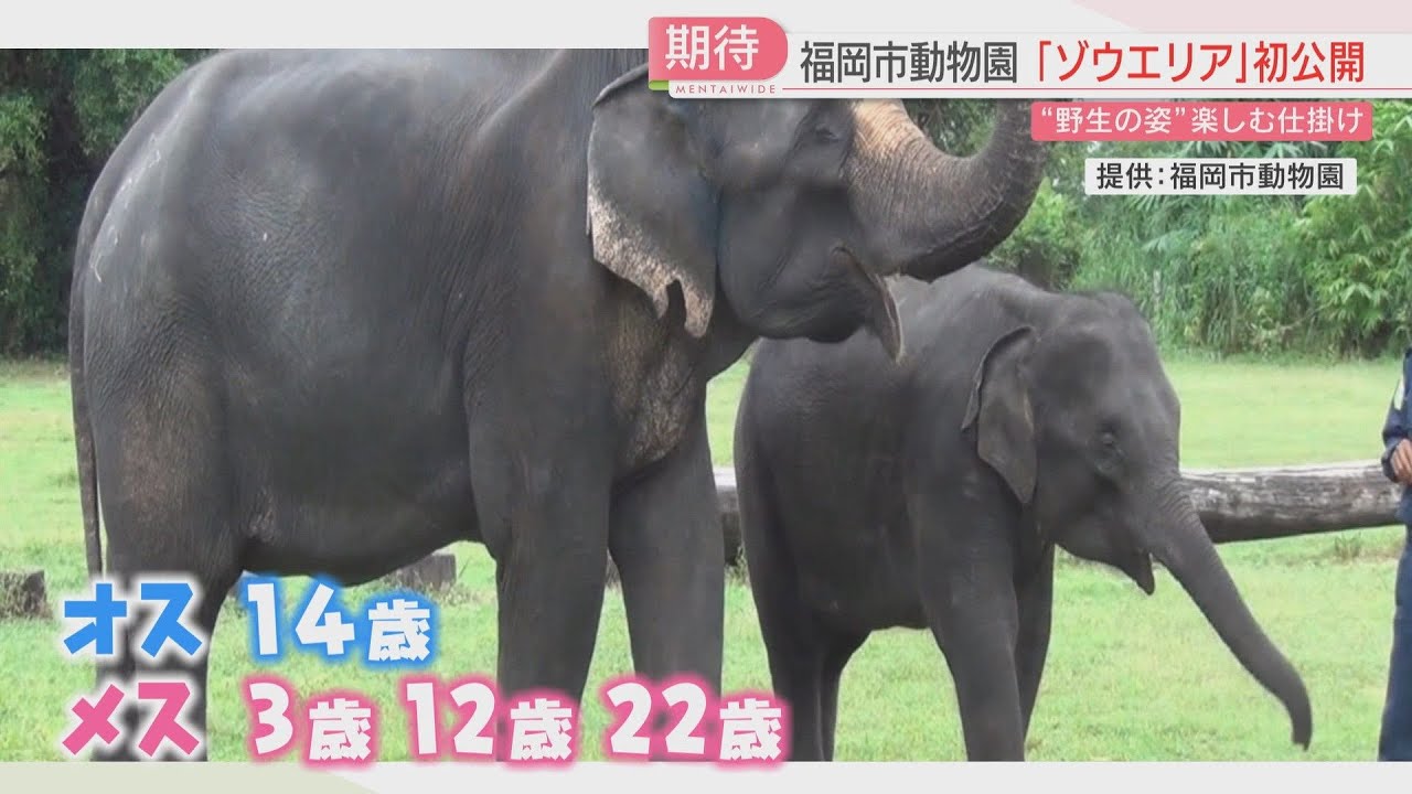 Hidden treat holes, mud pits, and slopes: New elephant habitat