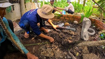 Chủ nhà không hay biết có con RẮN độc, màu sắc lạ lùng ở sau vườn | TGSB #481