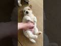 👶 🐶 #rescuedog #dog #köpek #keşfet #viral #youtubeshorts
