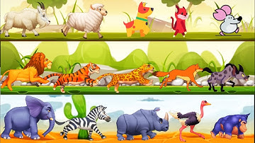 The Great Animal Race Song for Kids | Mouse Cat Dog Running and Counting Fun #Cocomomokidstv