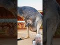 Carrying a baby kangaroo #animals #wildlife #funny #wildliferescue #cute