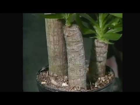 Yucca Plant Indoors Care Tips - Gardenfrontier