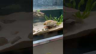 Spiny Softshell Turtle #shorts #turtle #reptiles #tortoises