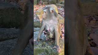 Pity Baby Learn To Walking Falling Down From Stone #cutemonkey #babymonkey #monkey