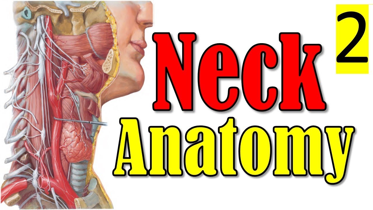 11.  #Neck_Anatomy Overview (2/3) || نظرة عامة على تشريح الرقبة || [A2]