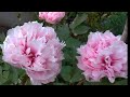 Şakayık & Süsenler (Paeonia & Iris)