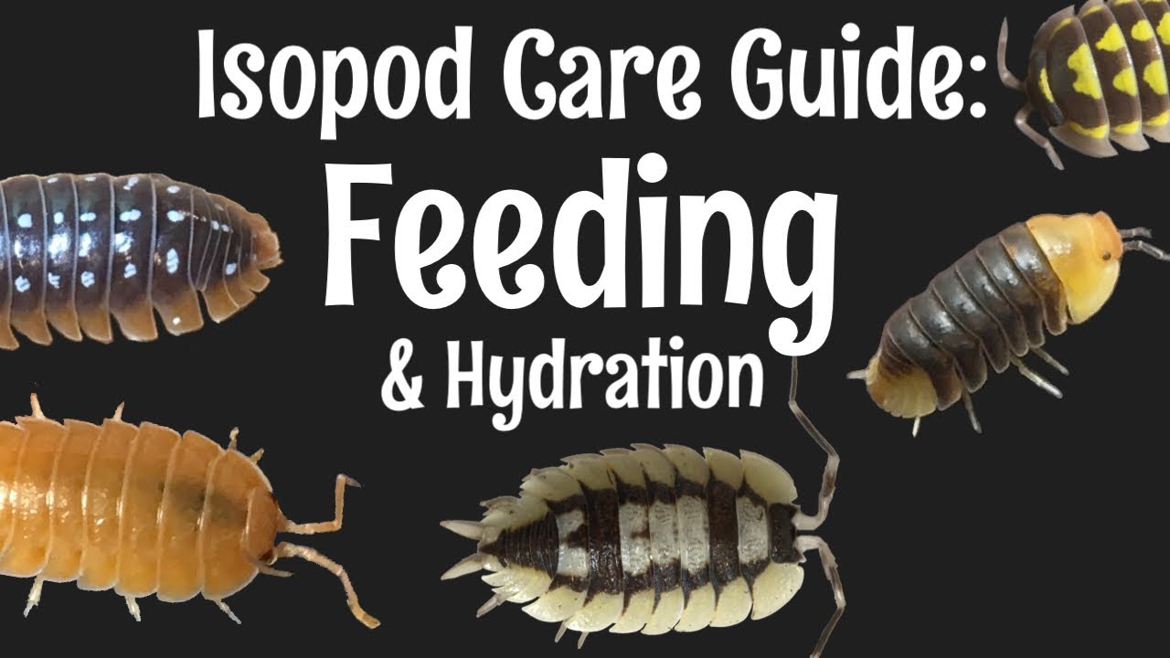 Isopod Care Guide Part 4 Feeding And Hydration YouTube Isopod Care Guide Part 4 Feeding And Hydration YouTube