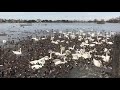 瓢湖の白鳥とカモ