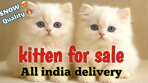 Video 10712451: persian cats kittens kitty, persian cat kitten pet, quality persian cat kitten