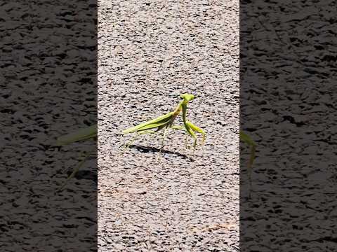 I saw dancing mantis 1st time #beach #travel #vrbikerz #shorts