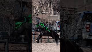 #horse #power #strong #bangladesh #national #viral #manhwa