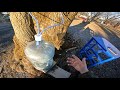 Time to tap the Maple trees for syrup, Feb. 6 2024