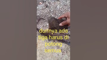ikan Sembilang.