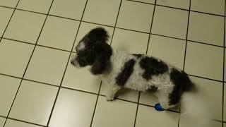 Puppy in blue boots.