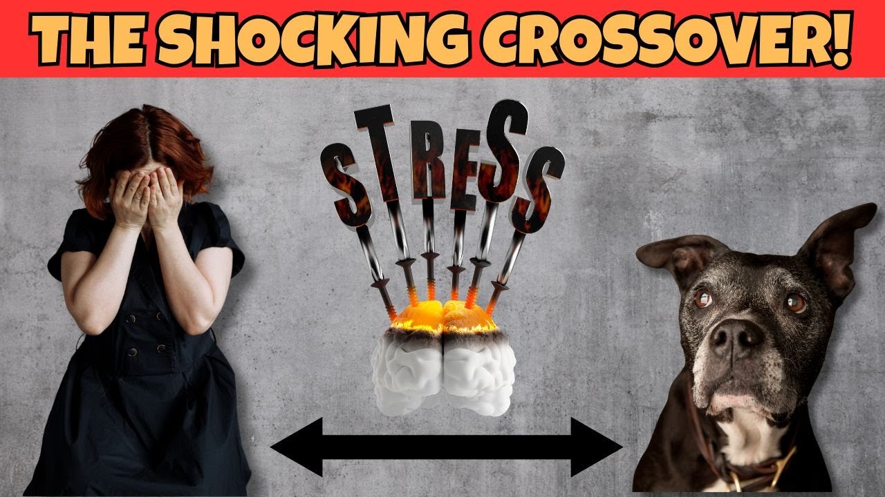 Why Did My Pet's Behavior Suddenly Change?