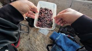 Download Lagu Mancing Borongan Rp 4,5 Juta Bawal Rame Umpan Cacing MP3