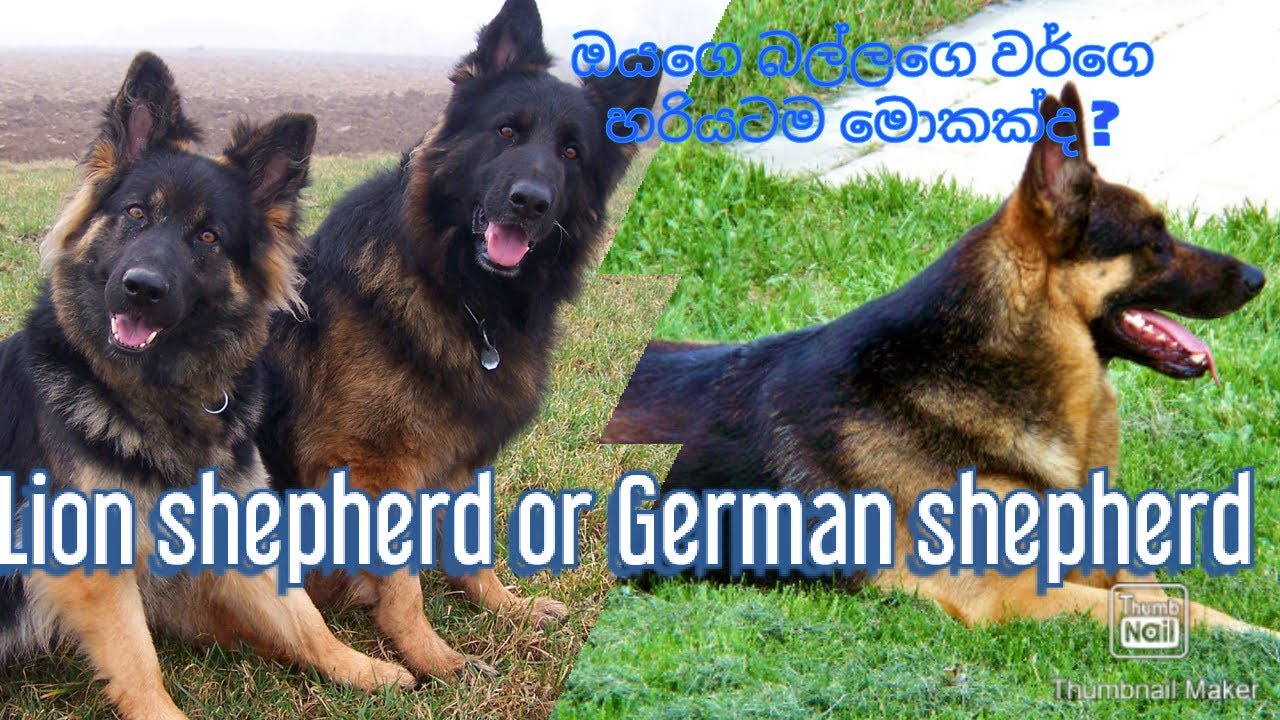 Lion shepherd or German shepherd PET FRIEND YouTube