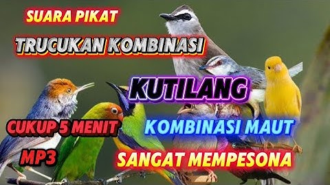 SUARA PIKAT TRUCUKAN RIBUT KOMBINASI KUTILANG KOMBINASI MAUT SANGAT MEMPESONA MP3 SUARA JERNIH