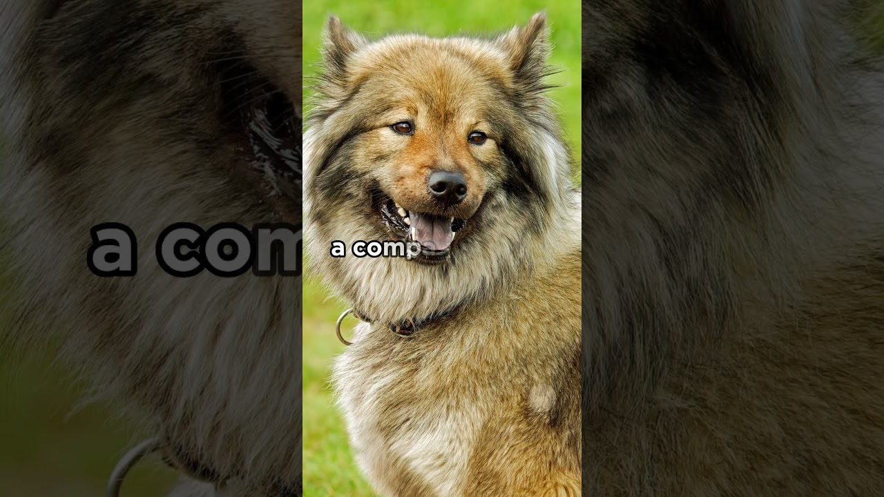 Eurasier breed origin  (More ↑ )  