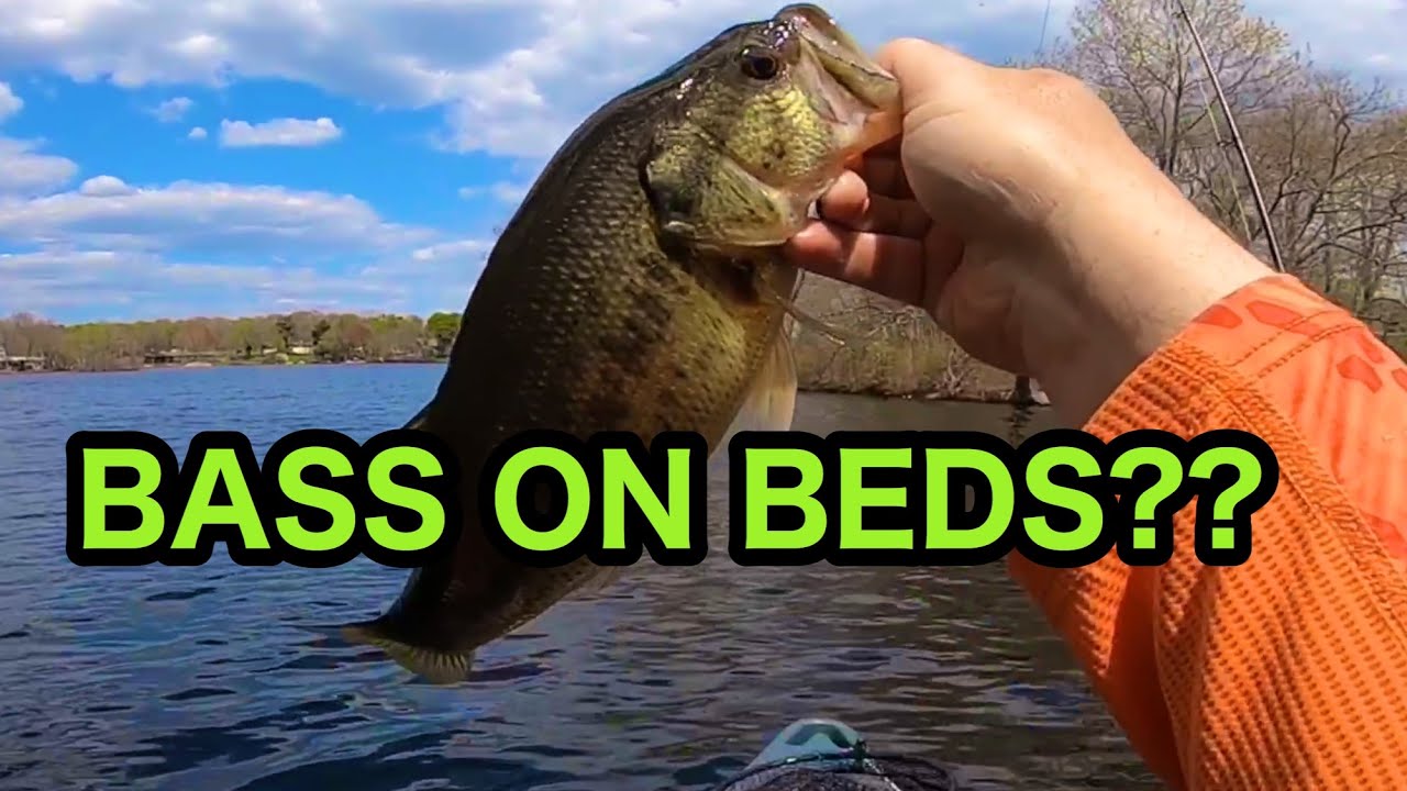 BED FISHING BASS!! {In the 2020 Predator PDL} YouTube