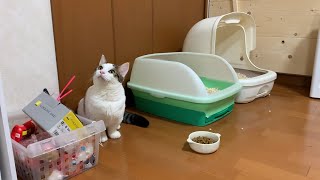 キョロキョロと何かを探す猫