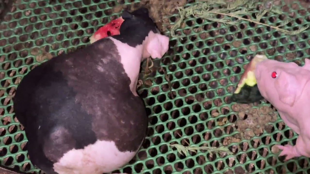 Bọ teddy -hà mã mini và bọ teddy cali 